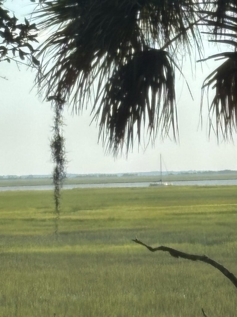a palm tree in a field (MyCoast AI)
