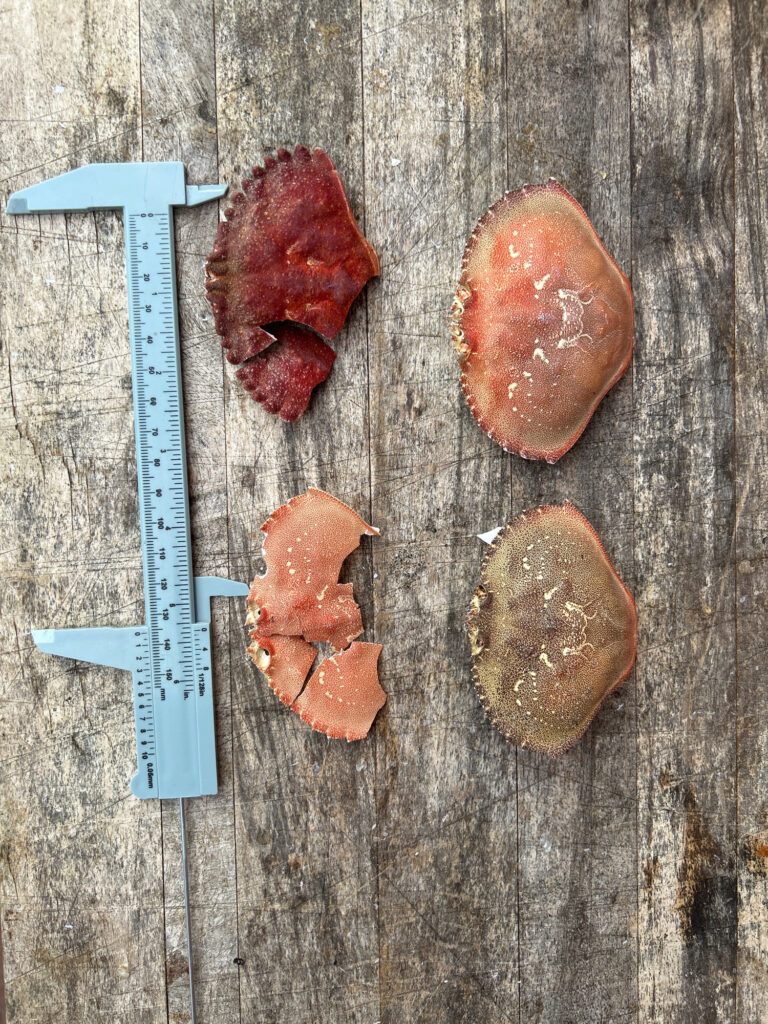 a group of meat on a cutting board (MyCoast AI)