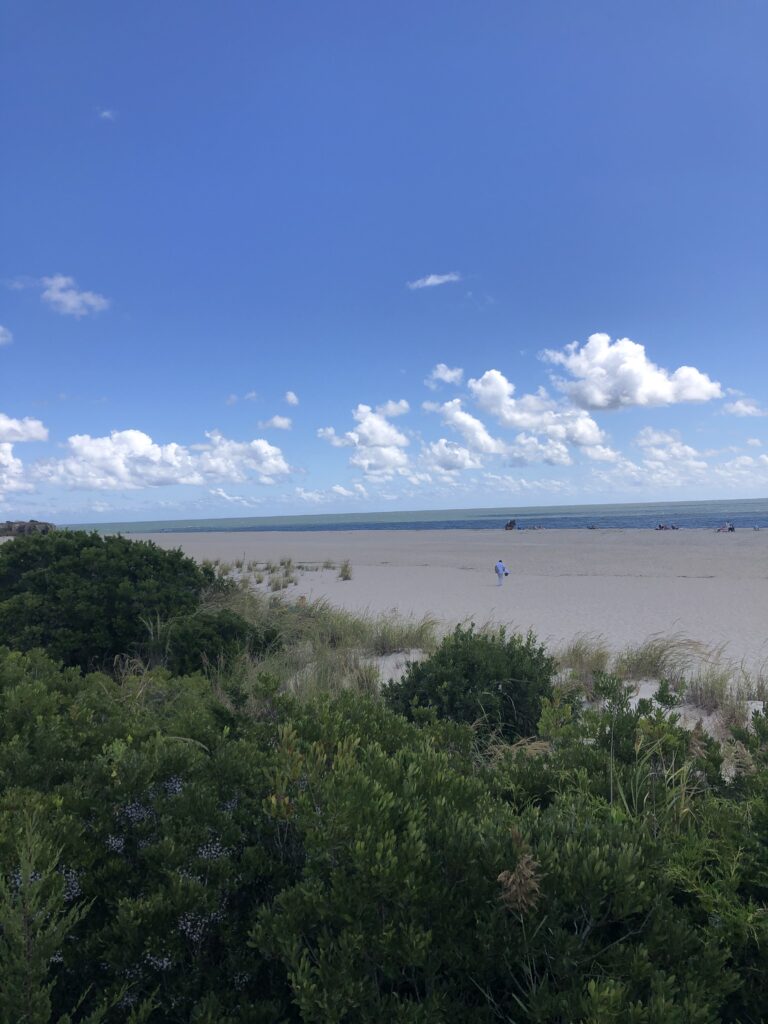 a beach with trees and bushes (MyCoast AI)
