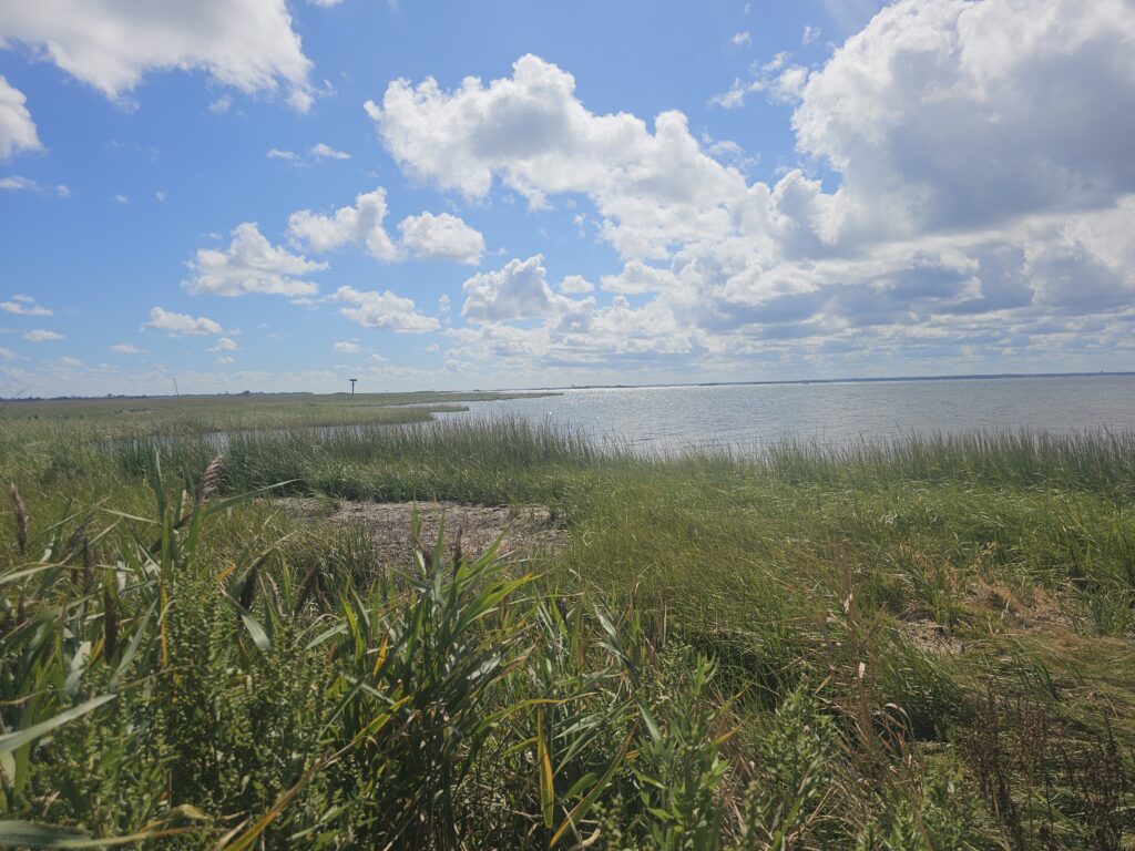 a grassy area with water in the background (MyCoast AI)