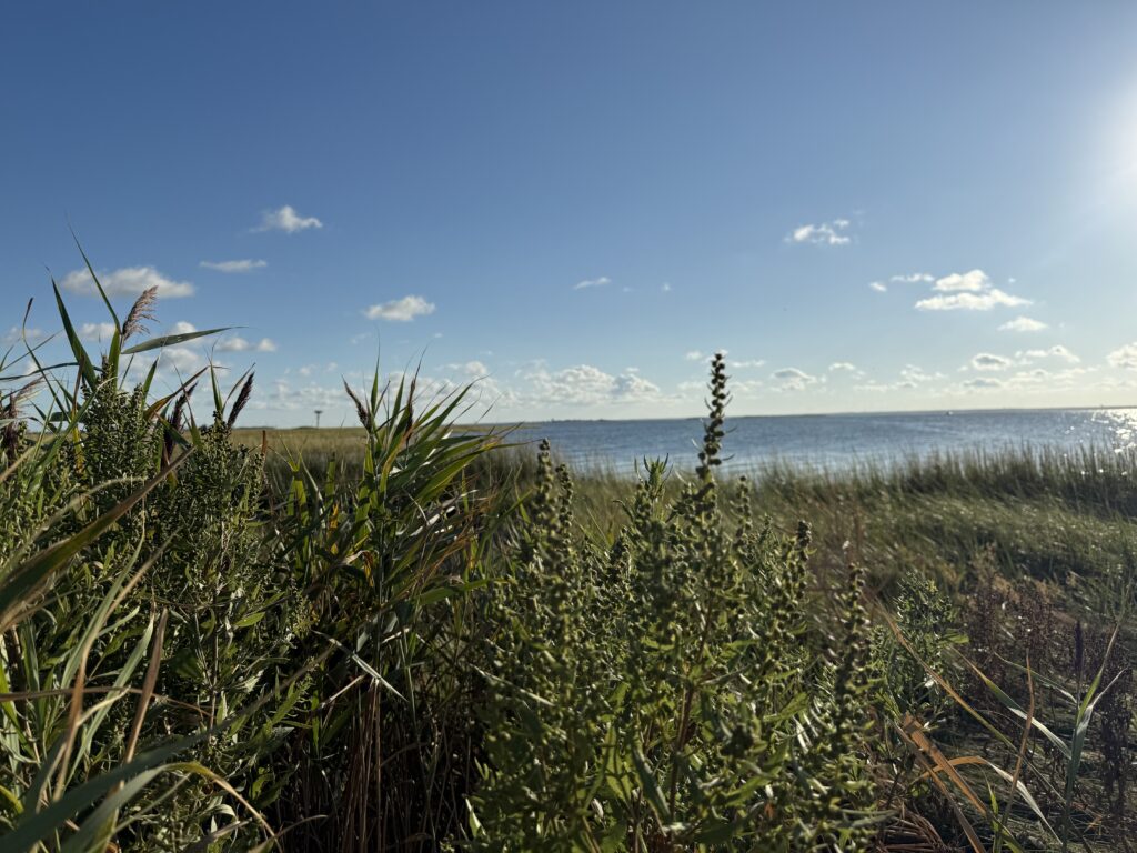 a field of plants with water in the background (MyCoast AI)
