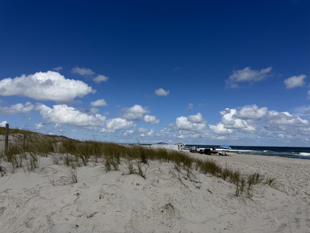a sandy beach with plants and water (MyCoast AI)