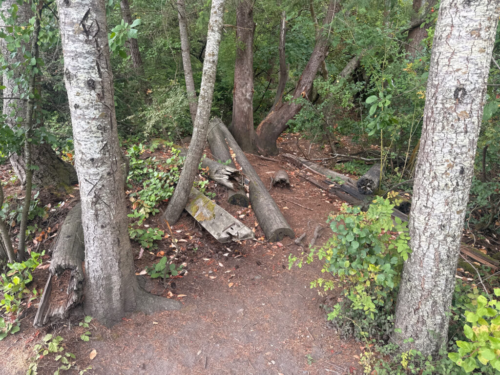 a fallen tree in the middle of a forest (MyCoast AI)