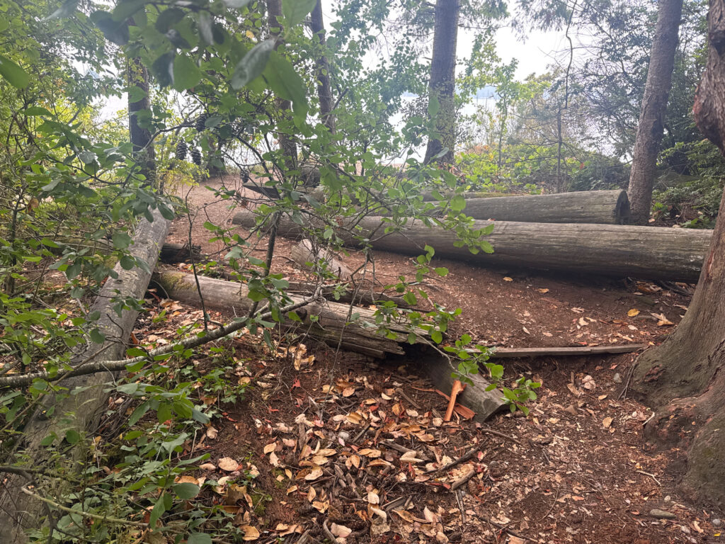 a fallen tree in the woods (MyCoast AI)