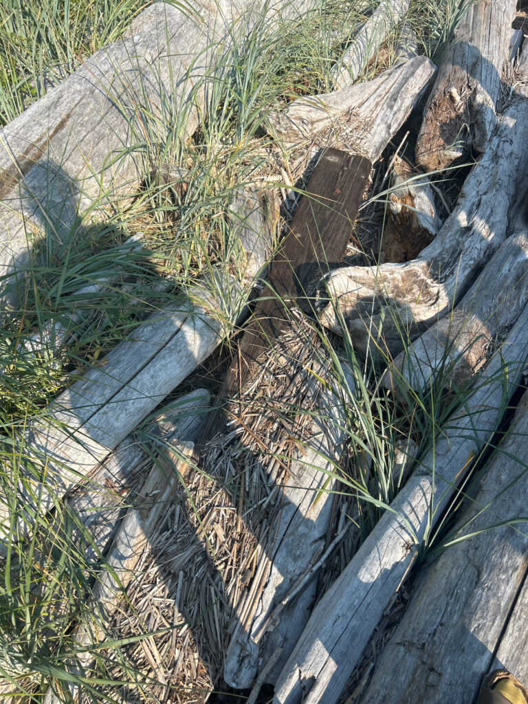 a tree stump with a fence around it (MyCoast AI)