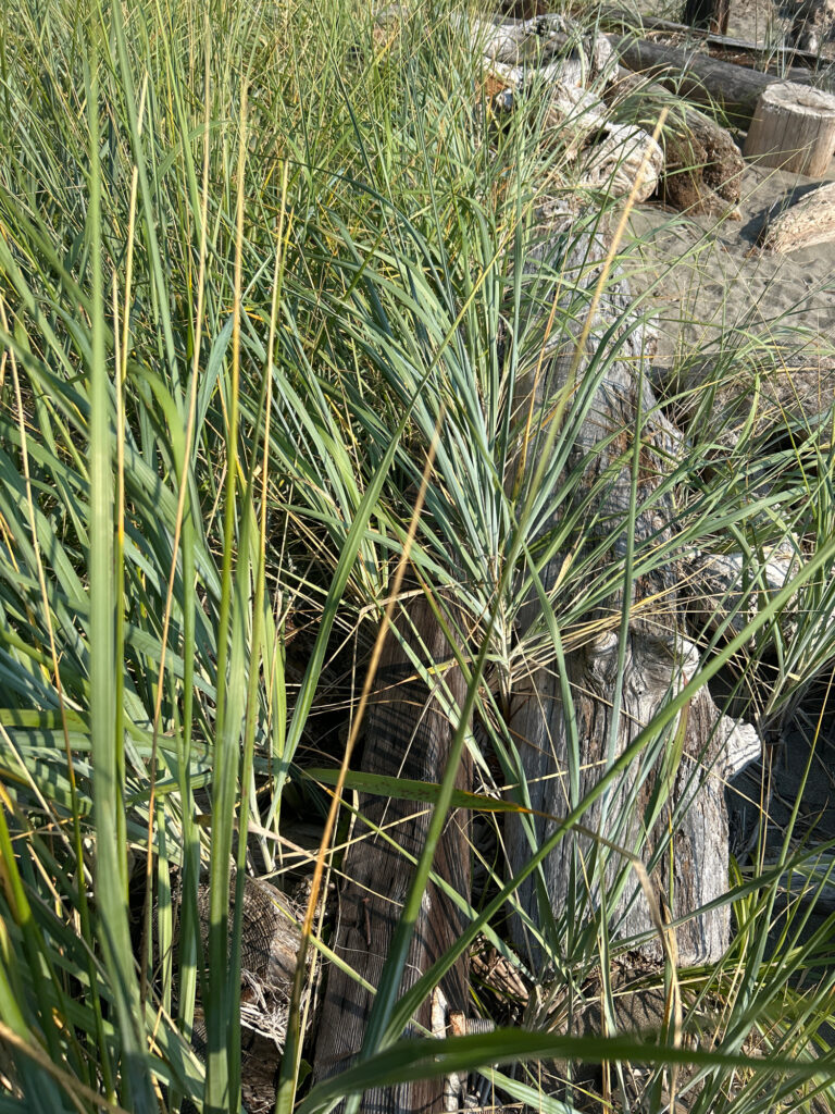 a stream with grass and rocks (MyCoast AI)