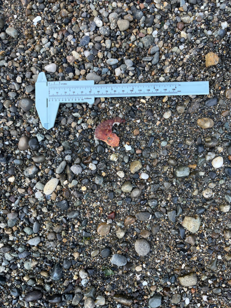 a ruler on a rocky surface (MyCoast AI)
