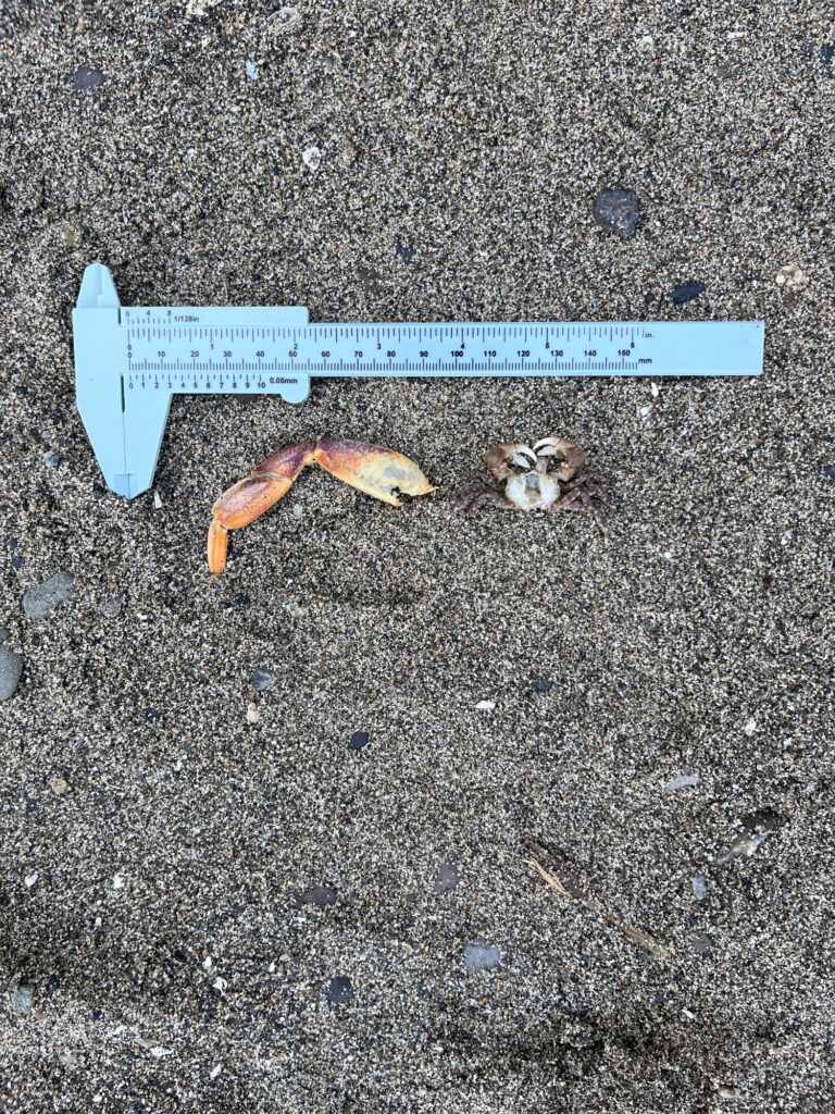 a pair of snakes on the ground (MyCoast AI)