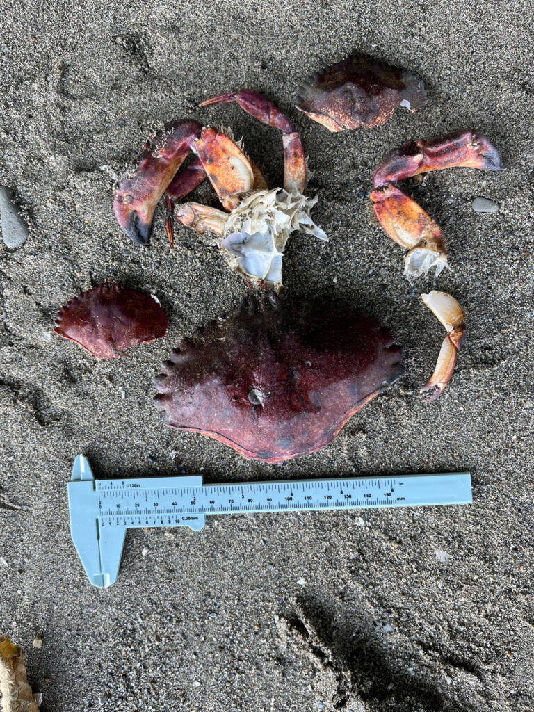 a group of sea creatures (MyCoast AI)