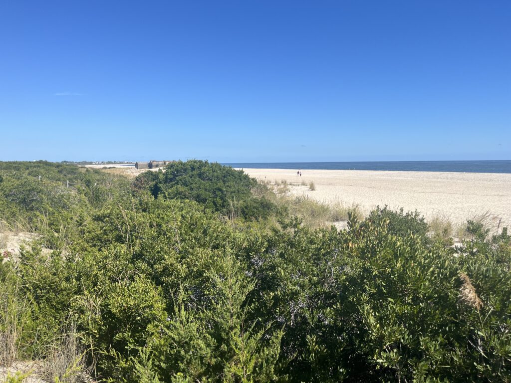 a landscape with trees and a body of water in the background (MyCoast AI)