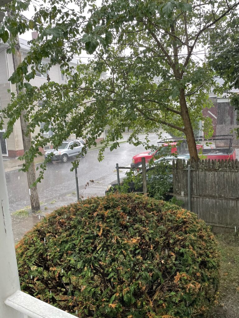 a tree in a parking lot (MyCoast AI)