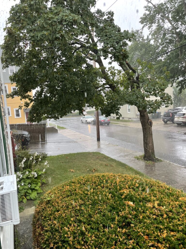 a street with trees and grass (MyCoast AI)