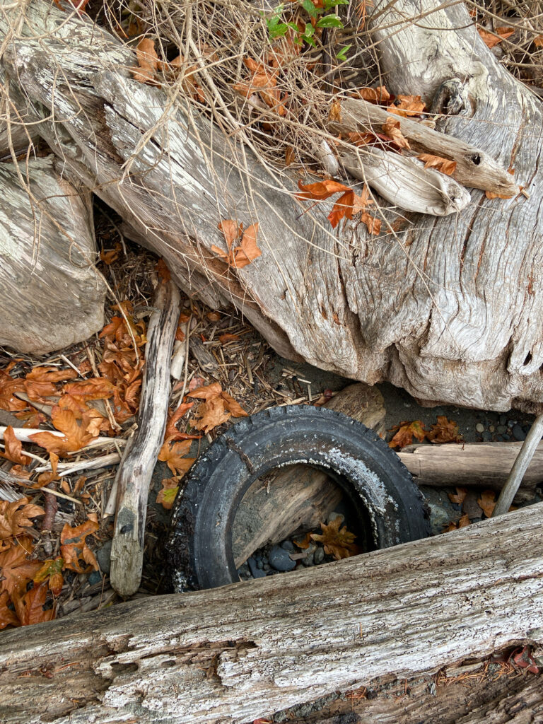 a tree trunk with a tire (MyCoast AI)