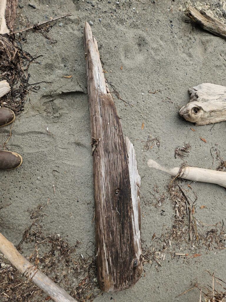 a group of wood pieces on the ground (MyCoast AI)