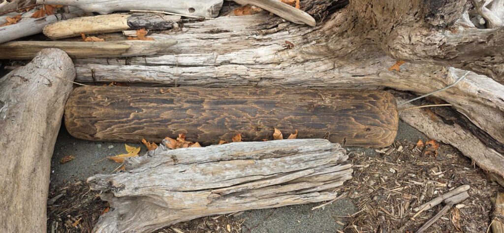 a group of logs (MyCoast AI)