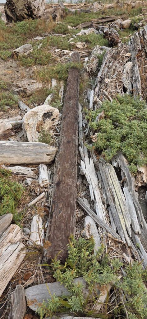 a tree stump in a grassy area (MyCoast AI)