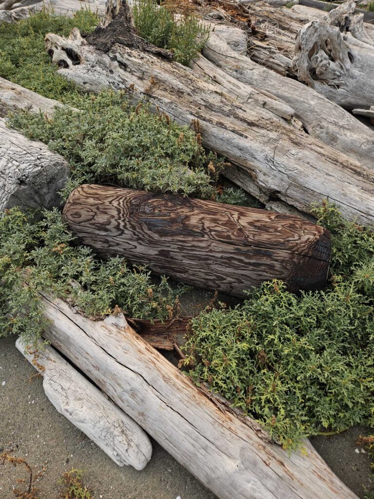a group of logs (MyCoast AI)