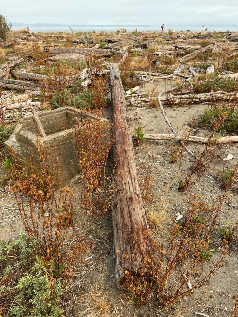 a tree stump in a field (MyCoast AI)