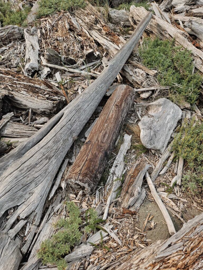 a pile of cut down trees (MyCoast AI)