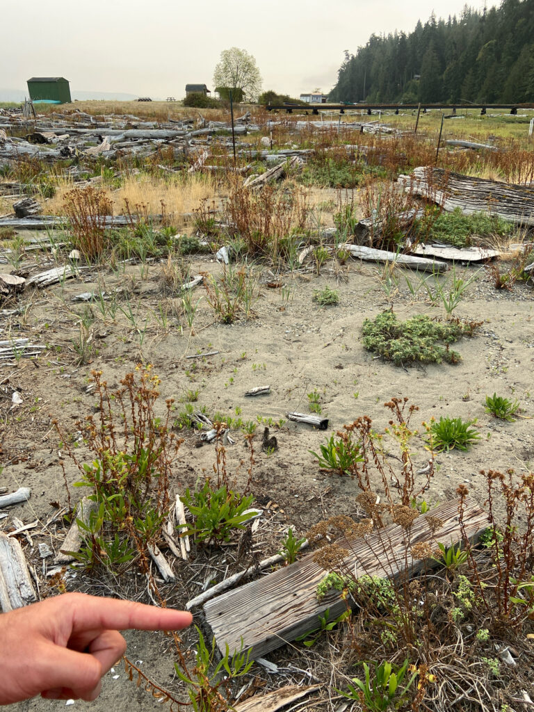 a hand holding a small plant in a field (MyCoast AI)