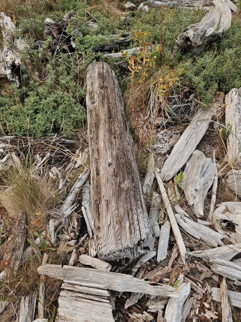 a tree stump in a forest (MyCoast AI)