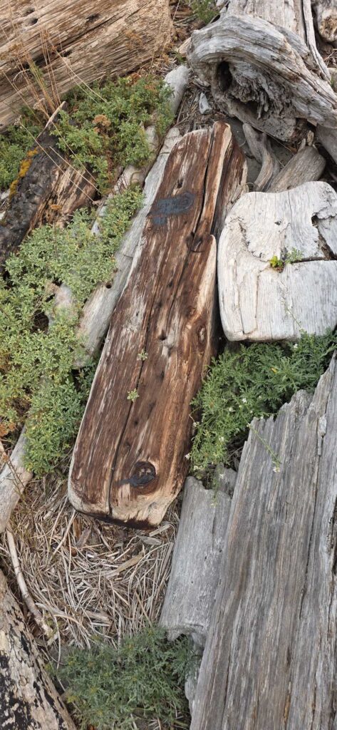 a group of logs (MyCoast AI)