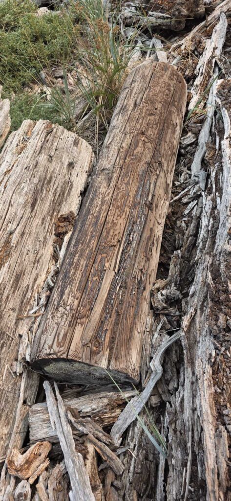 a tree trunk with a hole in it (MyCoast AI)