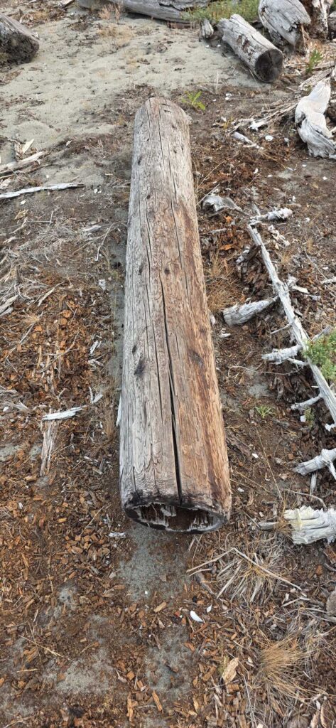 a tree stump in the woods (MyCoast AI)