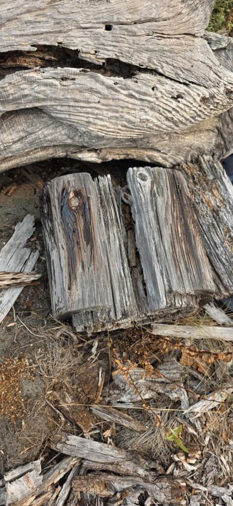 a wooden door in a tree (MyCoast AI)