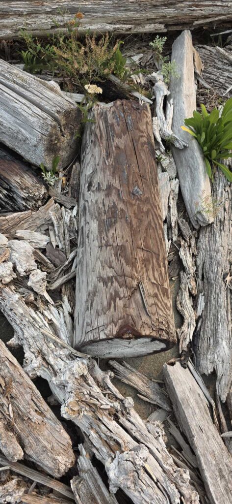 a group of logs (MyCoast AI)