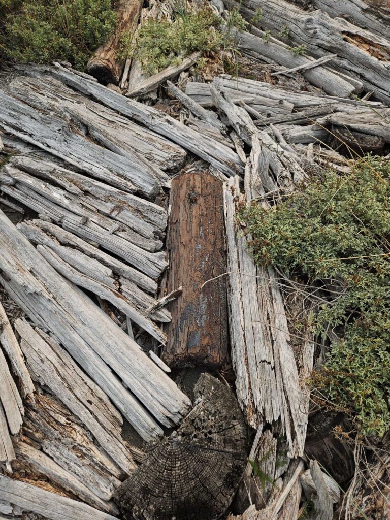 a pile of cut wood (MyCoast AI)