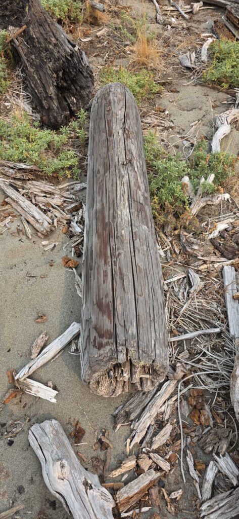 a wood post in the woods (MyCoast AI)