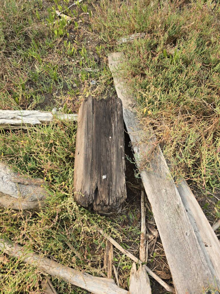 a wooden bridge over a stream (MyCoast AI)