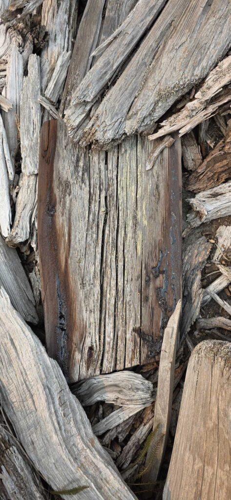 a group of logs (MyCoast AI)