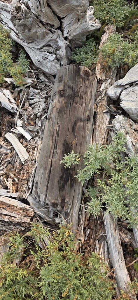 a wooden post in the woods (MyCoast AI)