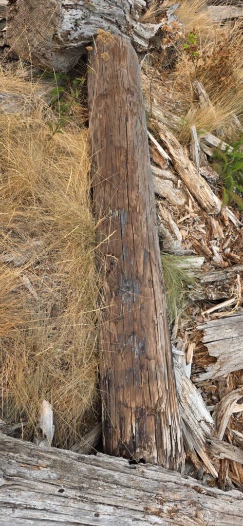 a wood fence with a tree stump (MyCoast AI)