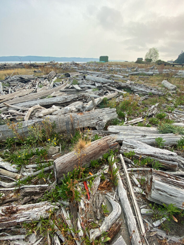 a pile of wood (MyCoast AI)