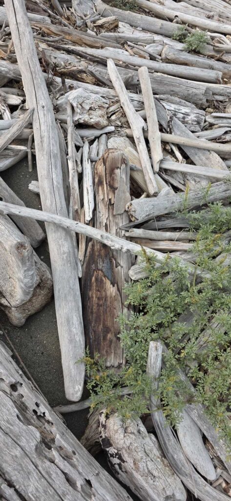 a pile of wood (MyCoast AI)
