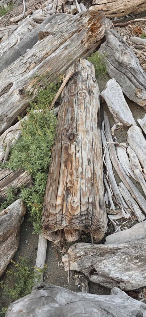 a group of logs (MyCoast AI)