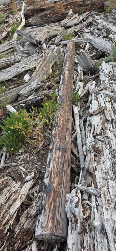 a tree trunk with many cut logs (MyCoast AI)
