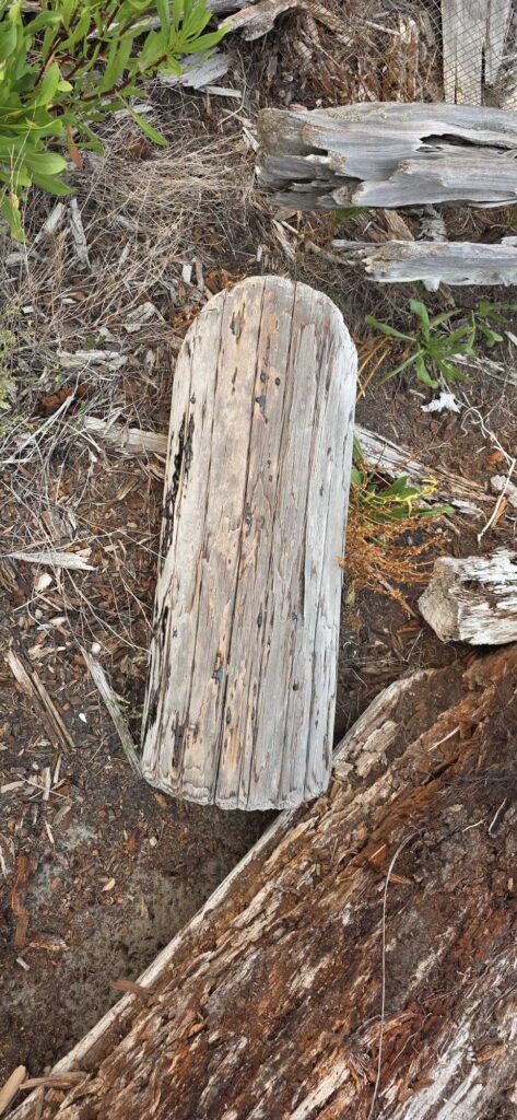 a tree stump in the woods (MyCoast AI)