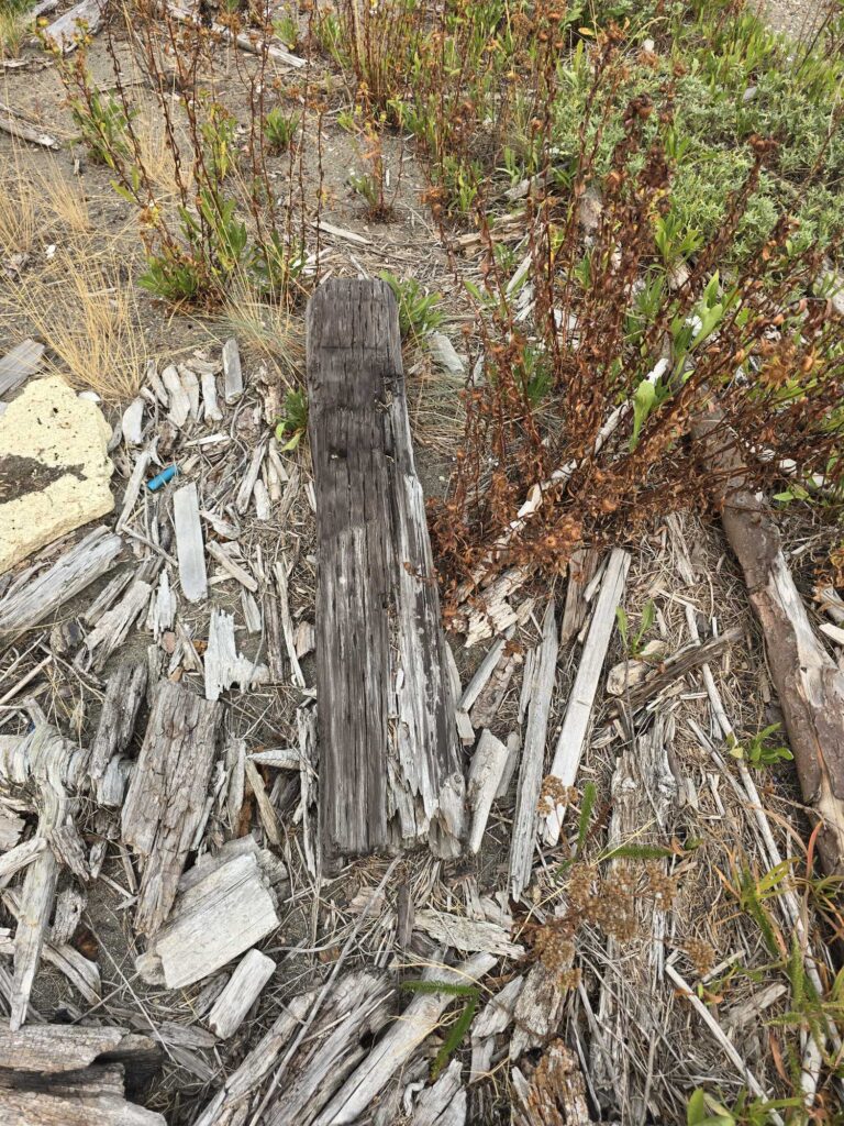 a pile of wood and sticks (MyCoast AI)