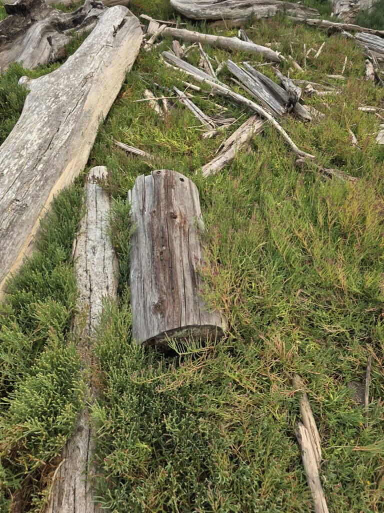 a tree stump in a grassy area (MyCoast AI)