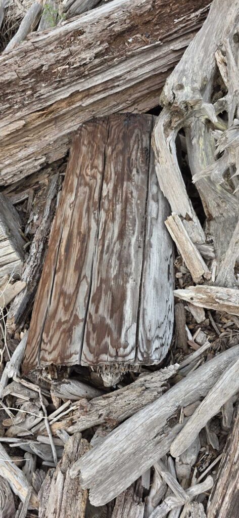 a tree trunk with many cut logs (MyCoast AI)