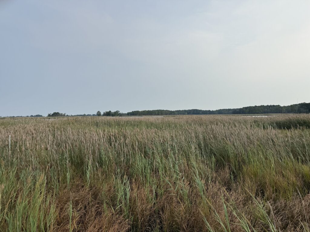 a field of grass (MyCoast AI)