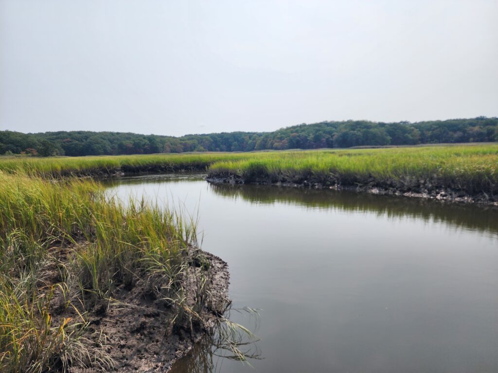 a body of water with grass and trees around it (MyCoast AI)