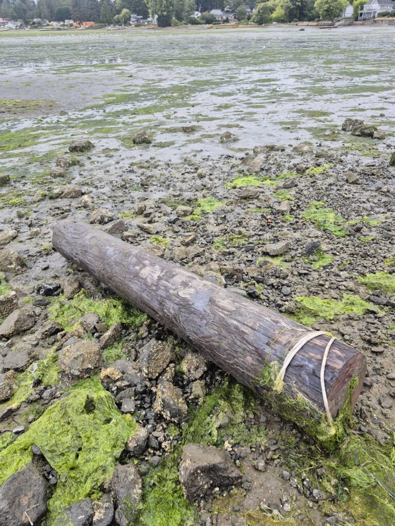 a log on a rocky shore (MyCoast AI)
