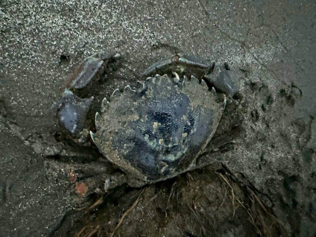 a crab on the sand (MyCoast AI)
