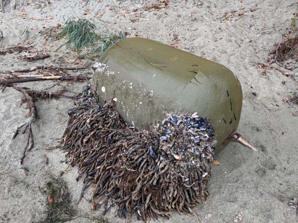 a green and white fish on the ground (MyCoast AI)