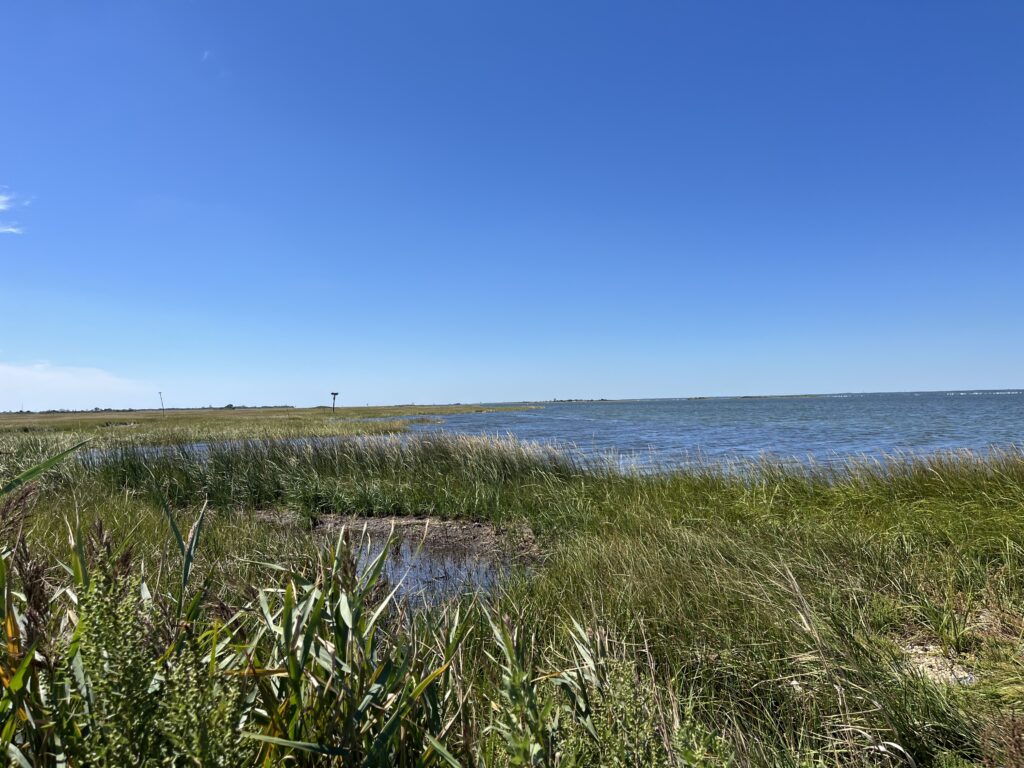 a grassy area next to a body of water (MyCoast AI)